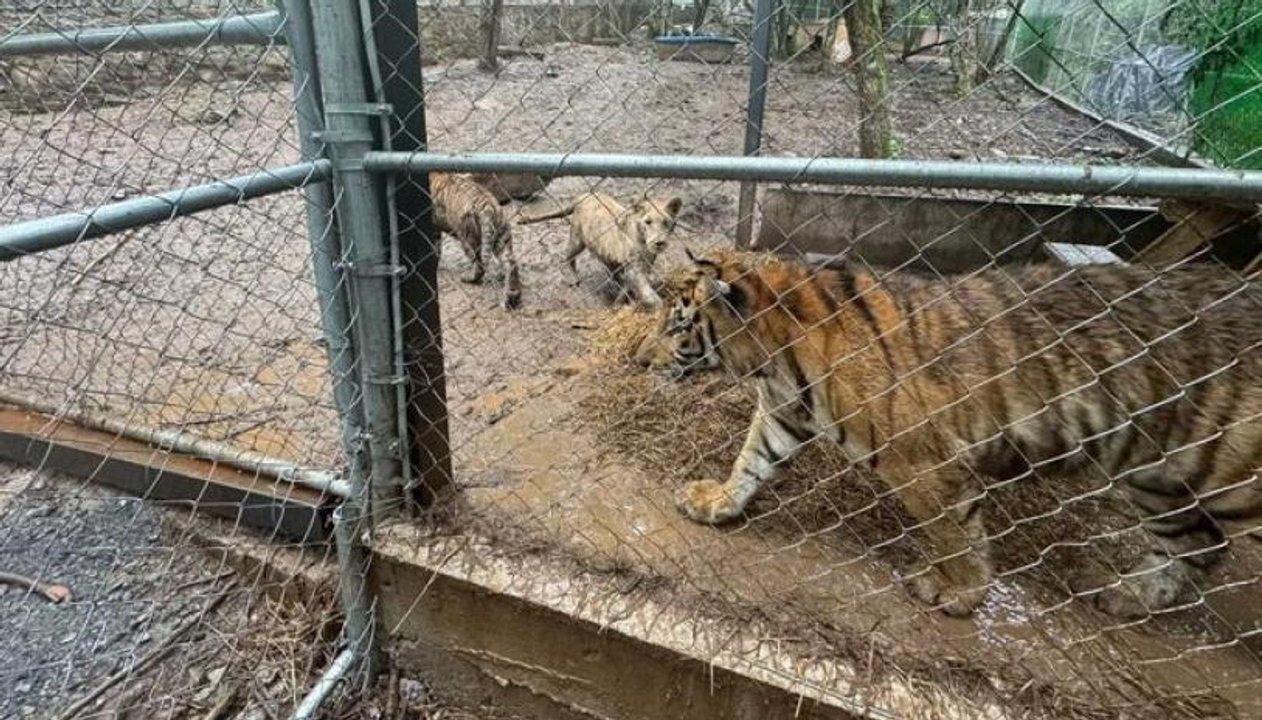 Meacutexico- las autoridades recuperan drogas armas y siete tigres tras capturar al liacuteder de un caacutertel