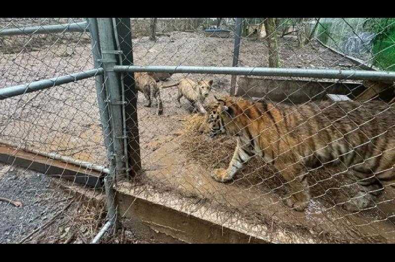 Meacutexico- las autoridades recuperan drogas armas y siete tigres tras capturar al liacuteder de un caacutertel
