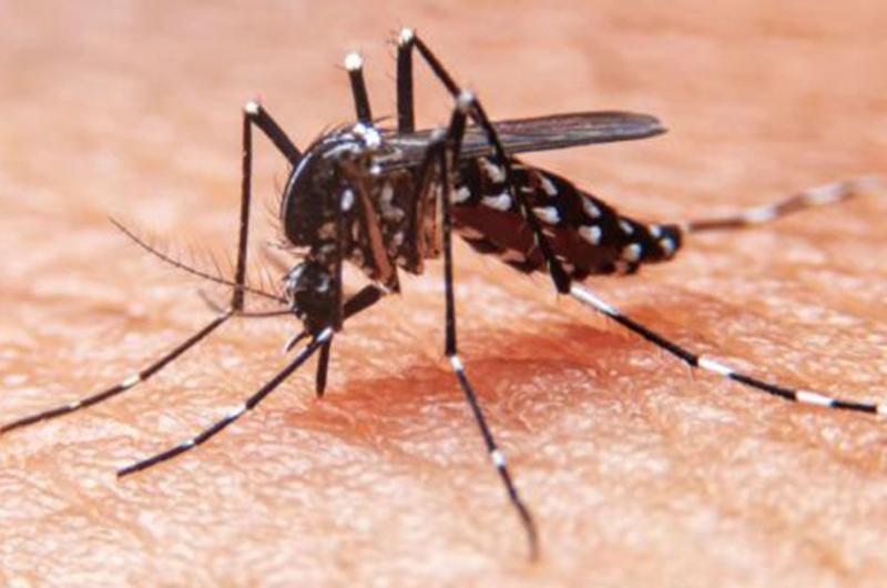 119 casos de chikungunya y 127 probables en evaluacioacuten