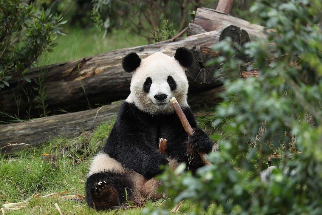 Dos pandas se preparan para viajar maacutes de 12000 kiloacutemetros desde China a su nuevo hogar en Estados Unidos