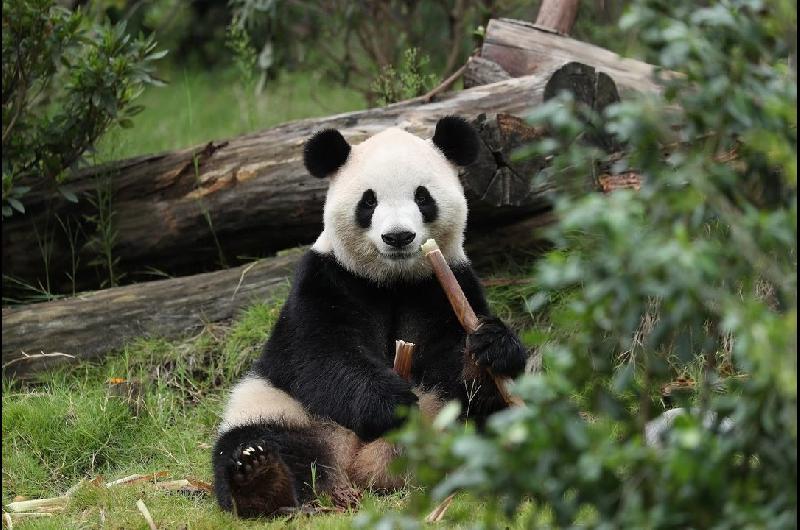 Dos pandas se preparan para viajar maacutes de 12000 kiloacutemetros desde China a su nuevo hogar en Estados Unidos