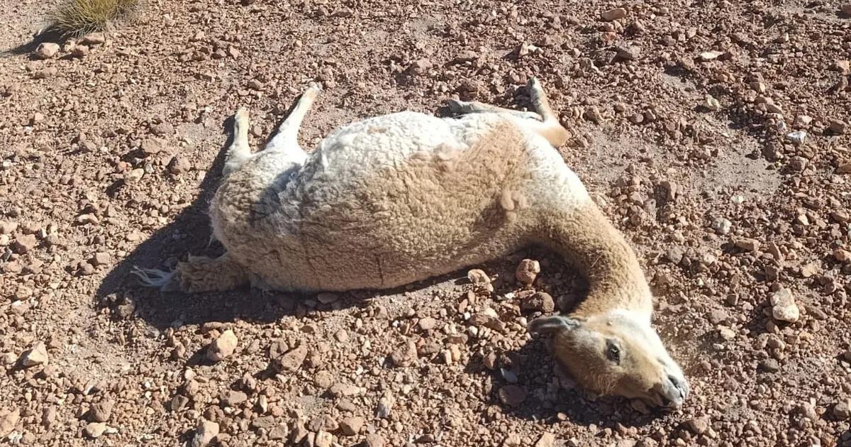 Investigan una nueva matanza de vicuntildeas en la zona de Vilama