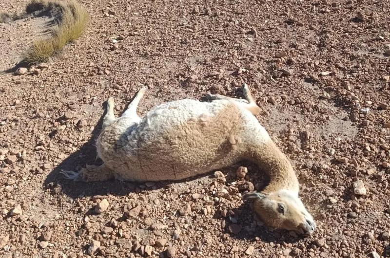 Investigan una nueva matanza de vicuntildeas en la zona de Vilama