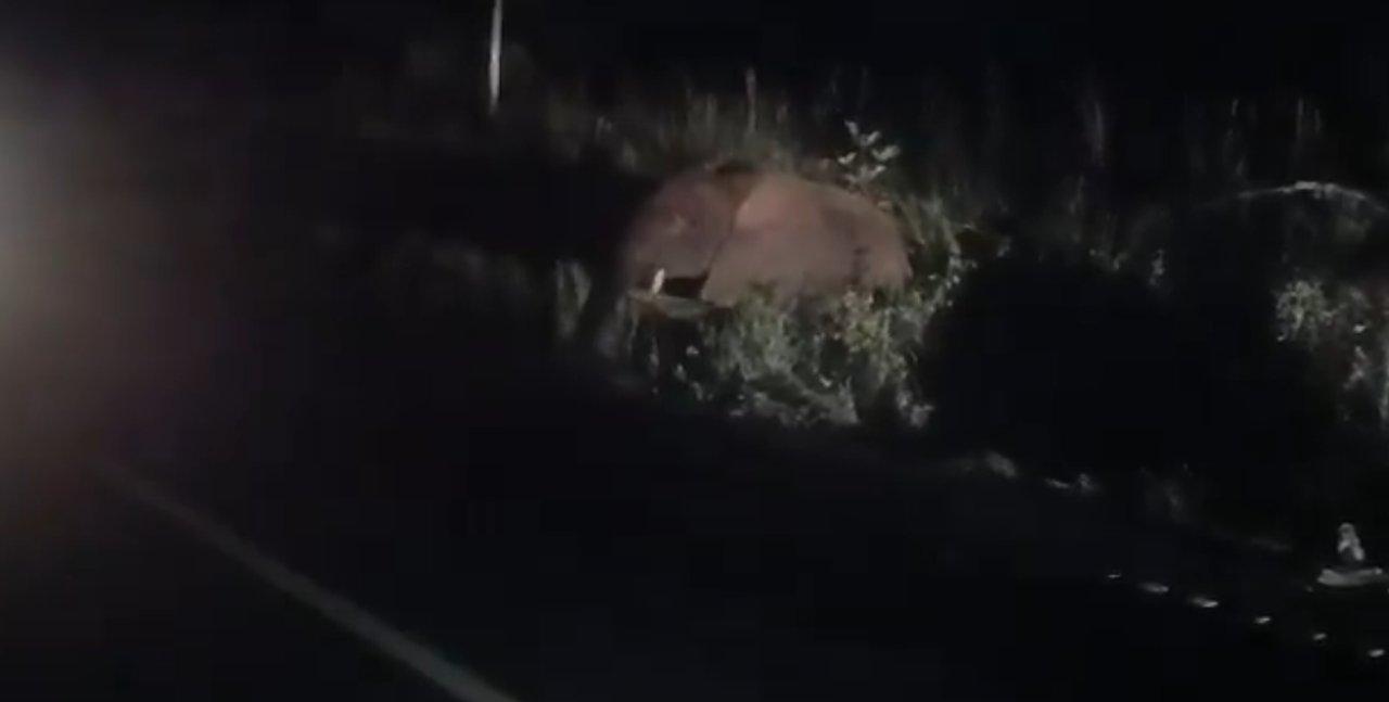 Una furgoneta chocoacute contra un elefante en Uganda- 3 muertos y 4 heridos