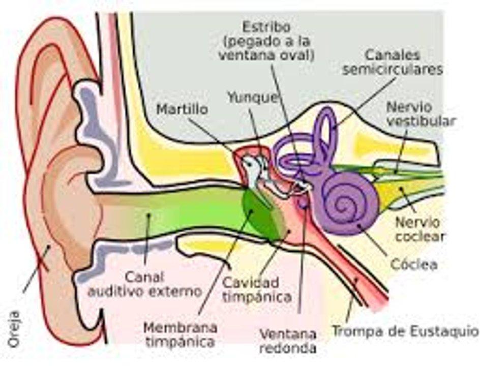 Meacutedicos chinos realizan con eacutexito una cirugiacutea de reparacioacuten del tiacutempano en Niacuteger