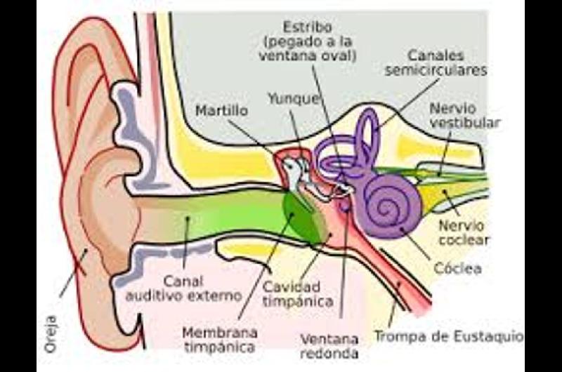 Meacutedicos chinos realizan con eacutexito una cirugiacutea de reparacioacuten del tiacutempano en Niacuteger