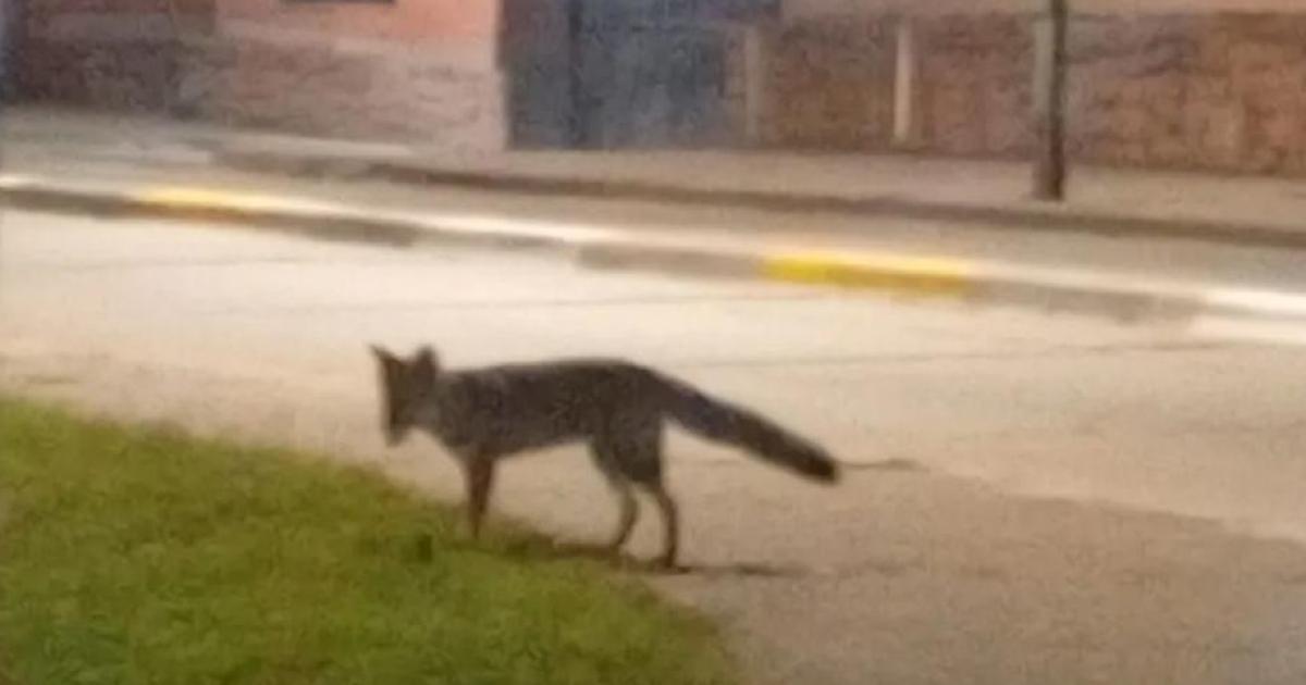 Sorpresa en el Cabildo de Jujuy aparecioacute un zorro