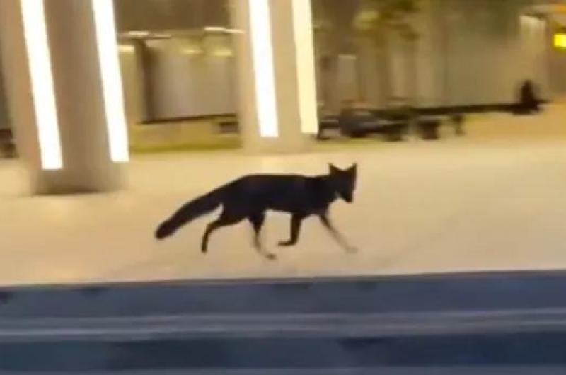 Sorpresa en el Cabildo de Jujuy aparecioacute un zorro