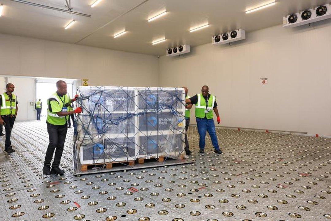 Sudaacutefrica vacuna a casi 44 millones de cabezas de ganado contra la fiebre aftosa  