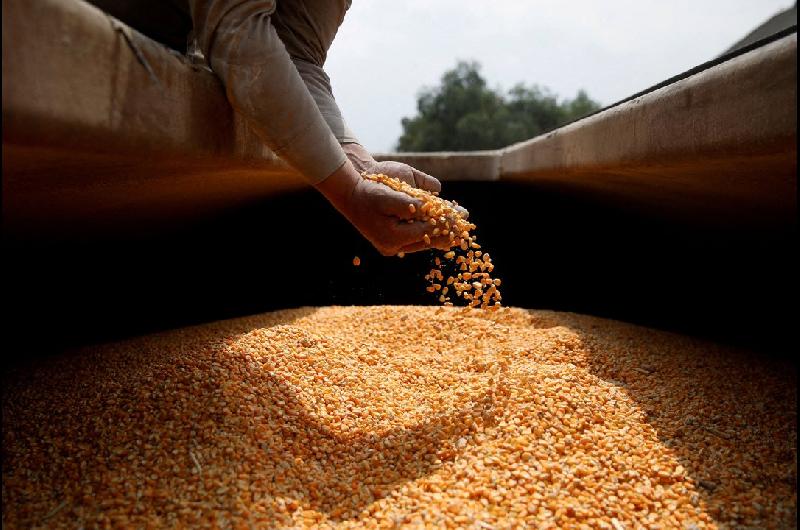 El Gobierno lanza nuevo protocolo sobre la propiedad de semillas y preveacute un salto exportador de US4000 millones