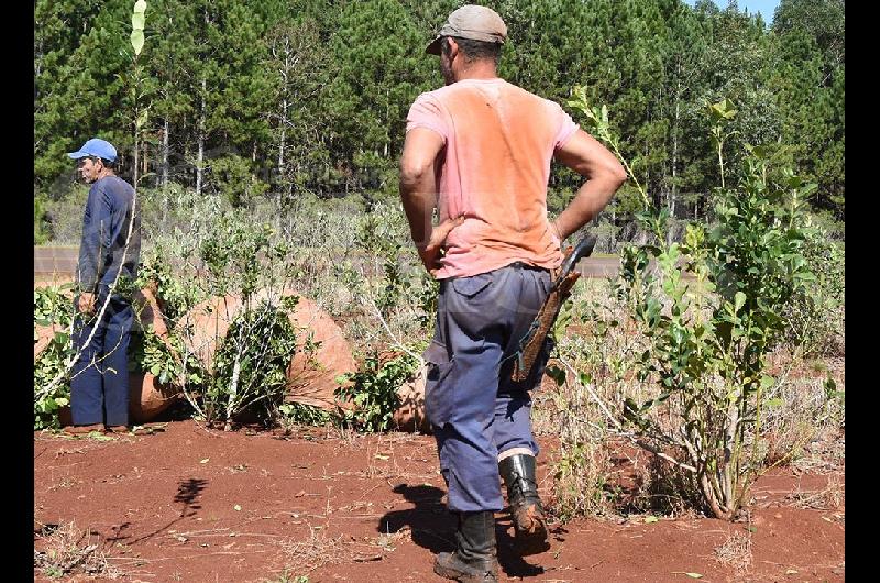 Misiones- productores pidieron la renuncia del titular del INYM