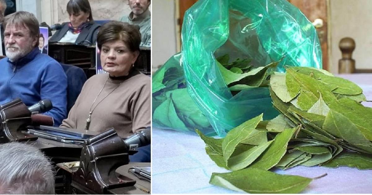 Impulsan ley para importar y comercializar la hoja de coca