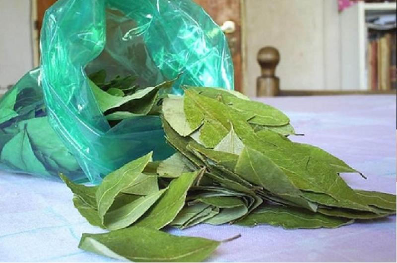 Impulsan ley para importar y comercializar la hoja de coca