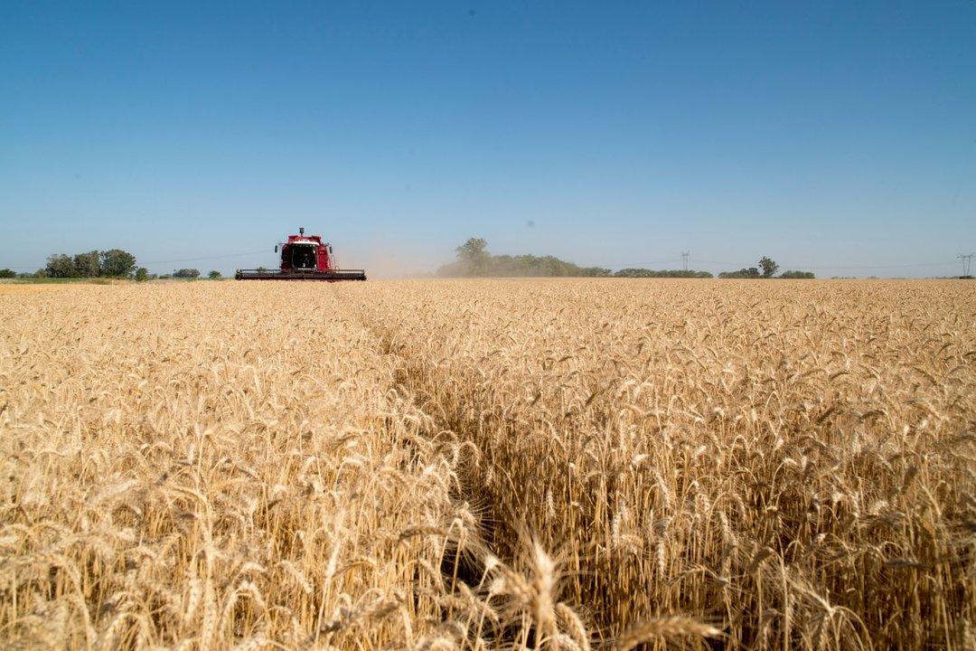 Fuerte crecimiento de la actividad agropecuaria en mayo- cuaacutento avanzoacute en cada sector