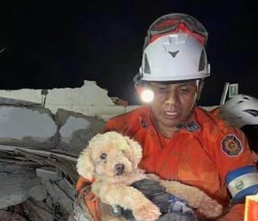 Equipo salvadorentildeo rescatoacute a Giselle una perrita que estuvo 5 diacuteas entre los escombros