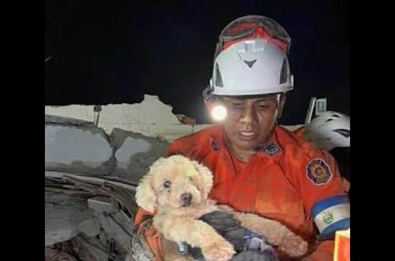 Equipo salvadorentildeo rescatoacute a Giselle una perrita que estuvo 5 diacuteas entre los escombros
