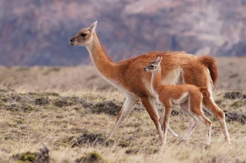  Riacuteo Negro impulsaraacute una campantildea para vender ldquocarnes salvajesrdquo 