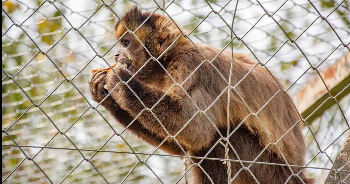 Llamado a respetar distancia con animales silvestres que circulan por aacutereas urbanas