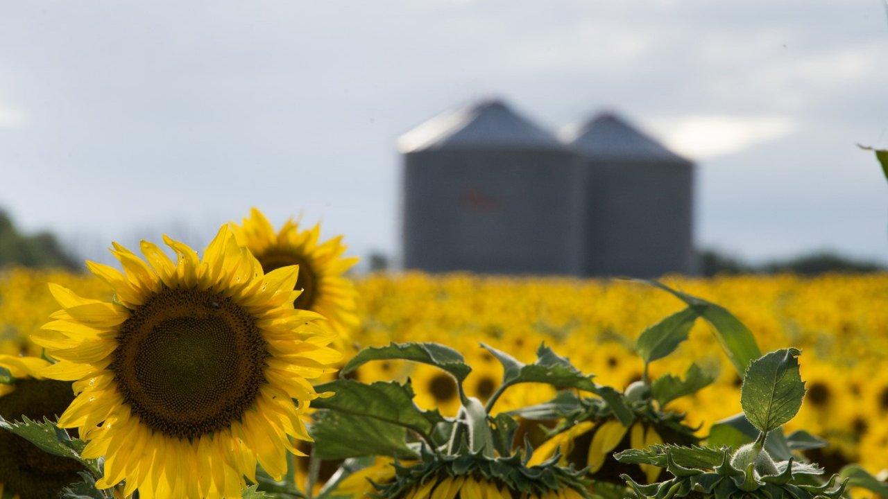 Reacutecord histoacuterico- proyectan 3 millones de hectaacutereas para la campantildea de girasol 202627