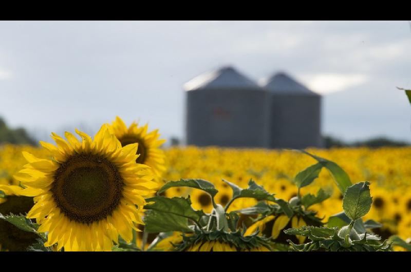 Reacutecord histoacuterico- proyectan 3 millones de hectaacutereas para la campantildea de girasol 202627