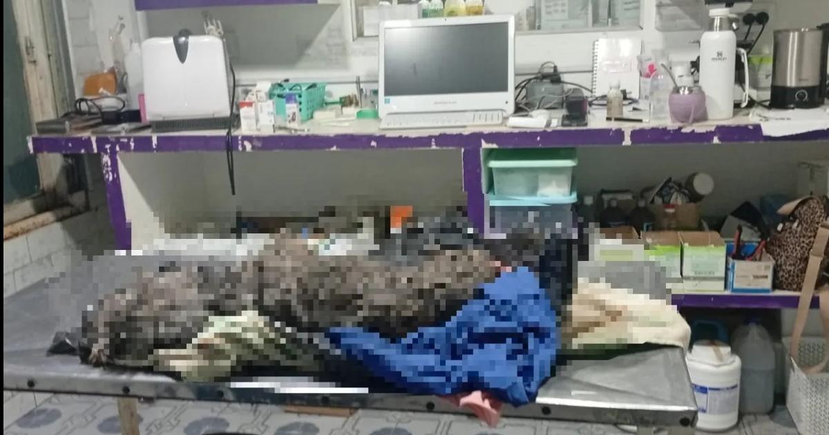 Rescataron a una perrita viacutectima de un atroz caso de maltrato