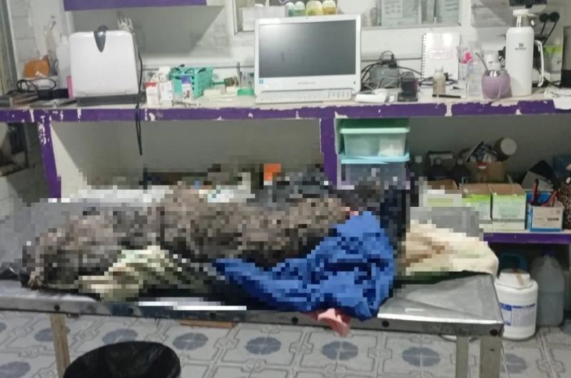 Rescataron a una perrita viacutectima de un atroz caso de maltrato