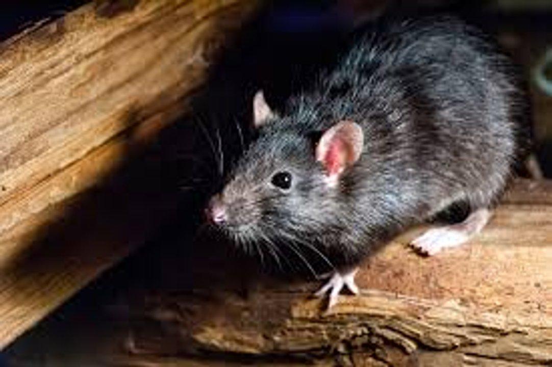 Chile en alerta sanitaria por la letalidad del hantavirus