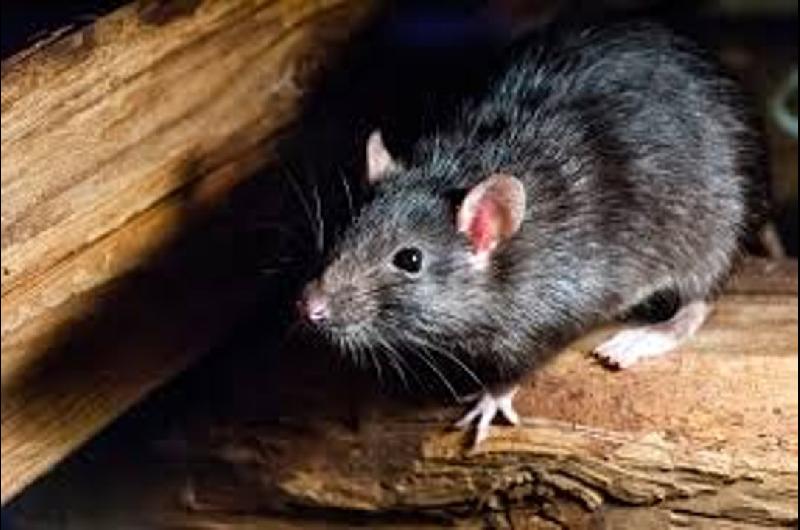 Chile en alerta sanitaria por la letalidad del hantavirus