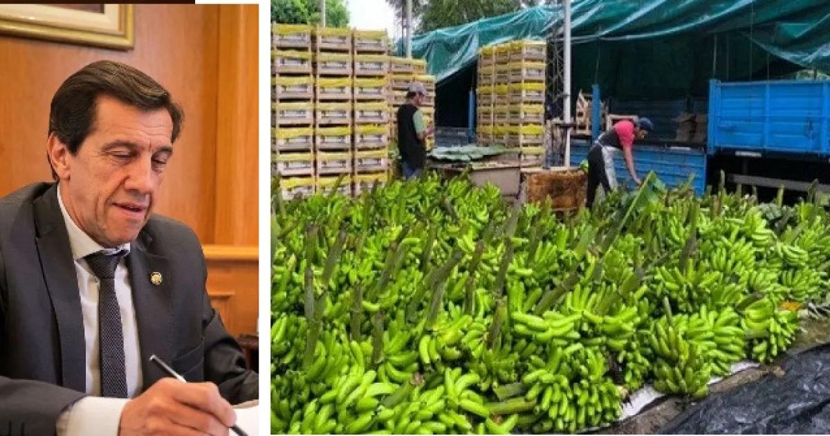 Sadir salioacute en defensa de la produccioacuten bananera jujentildea