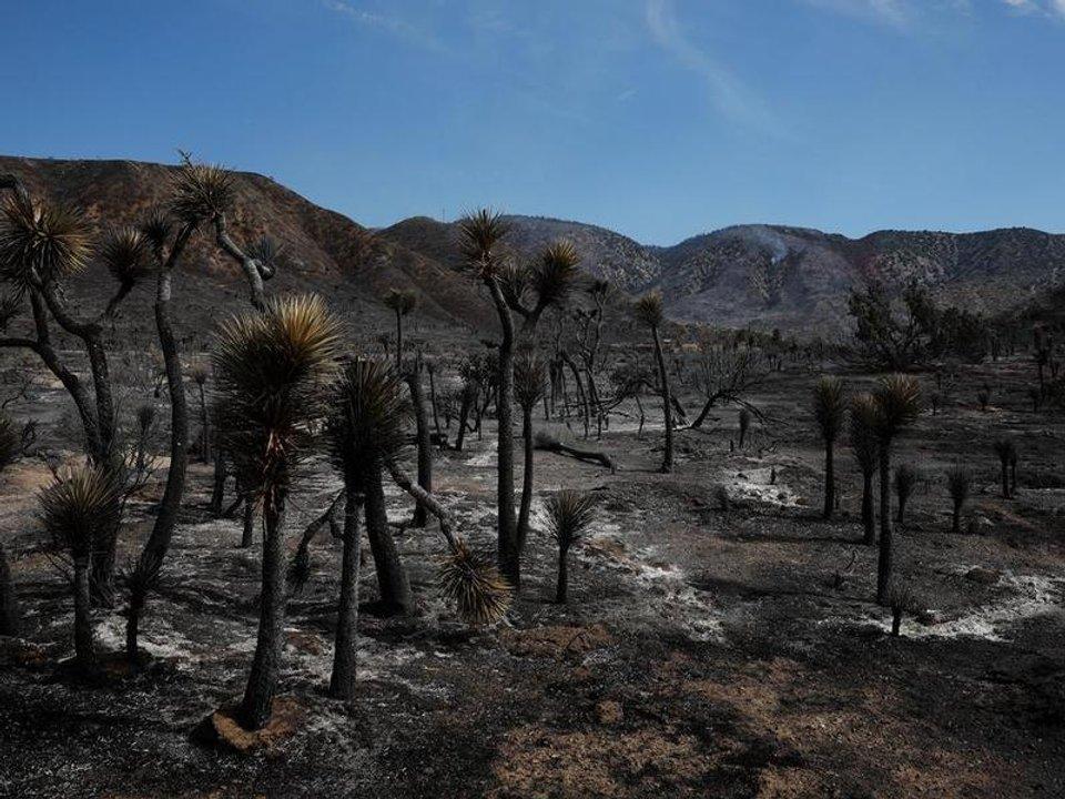 Estados Unidos- incendio forestal dejaba heridos y 42000 evacuados cerca de frontera Nevada-California