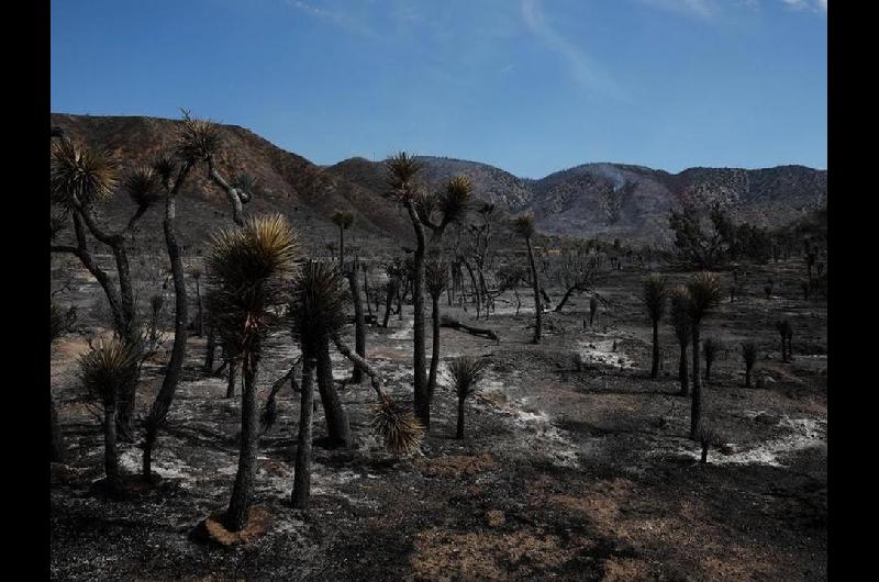 Estados Unidos- incendio forestal dejaba heridos y 42000 evacuados cerca de frontera Nevada-California