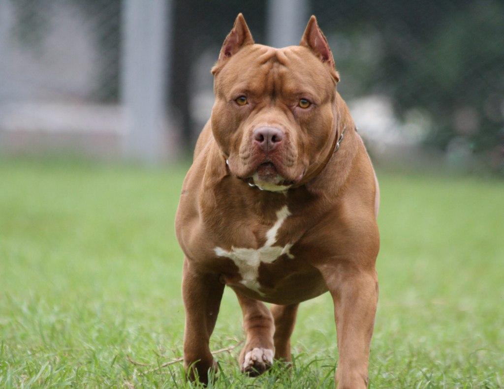 Caso Trinidad- tras el fallo judicial impulsan un proyecto para regular la tenencia de perros peligrosos