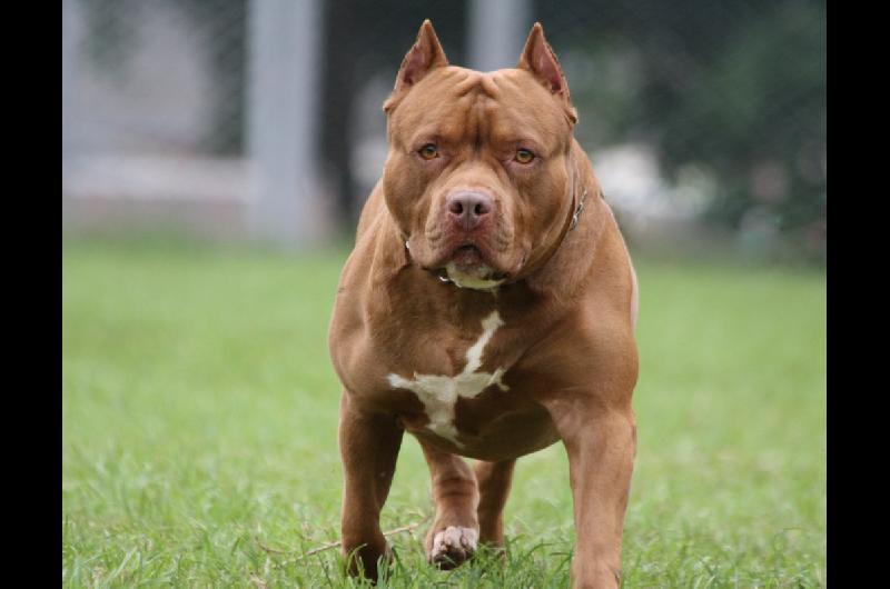 Caso Trinidad- tras el fallo judicial impulsan un proyecto para regular la tenencia de perros peligrosos