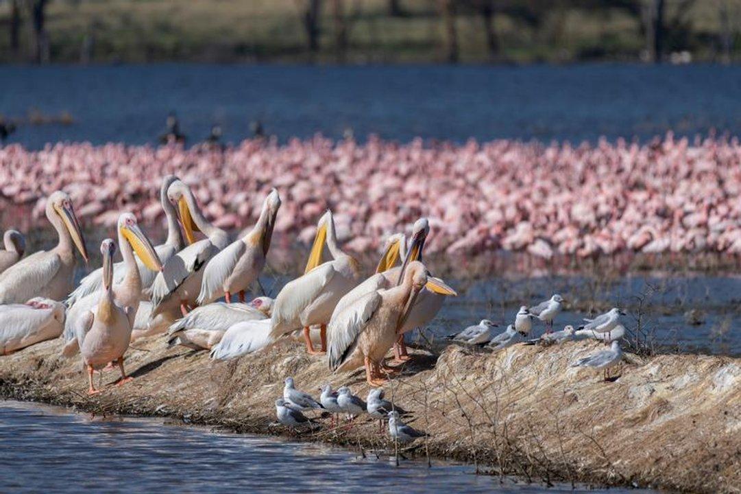 Paraguay celebra la XV Feria de Aves de Sudameacuterica  