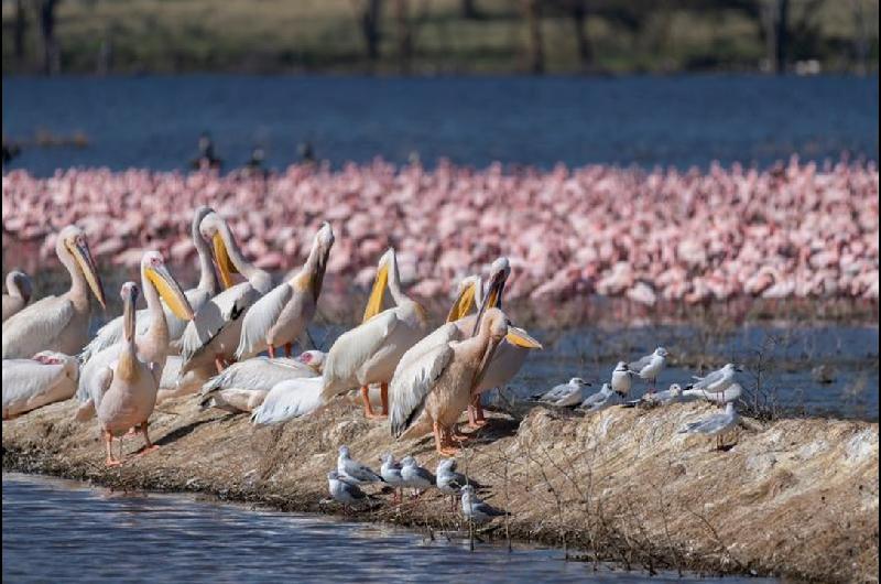 Paraguay celebra la XV Feria de Aves de Sudameacuterica  