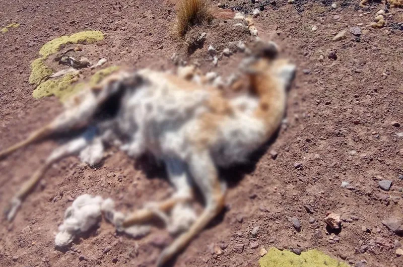 Investigan caza furtiva de vicuñas en Reserva Provincial Altoandina