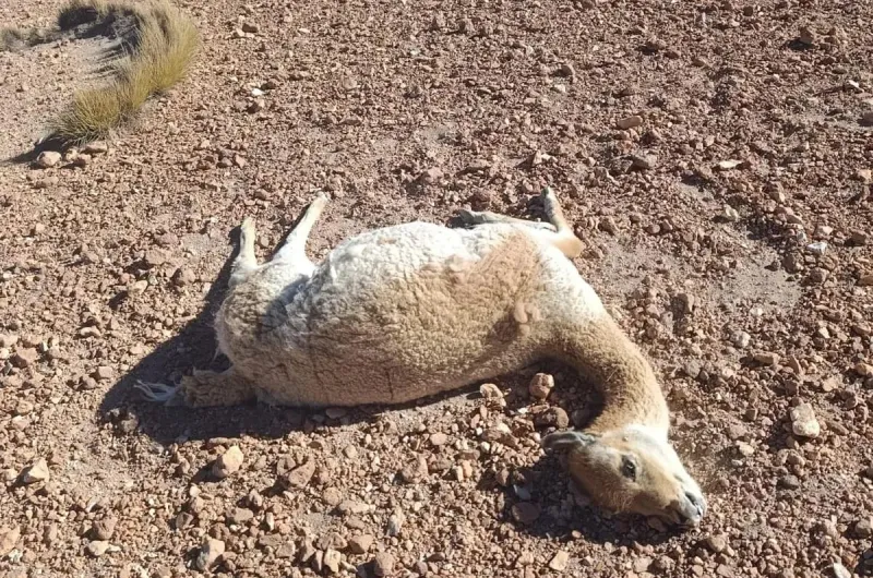 Investigan una nueva matanza de vicuñas en la zona de Vilama