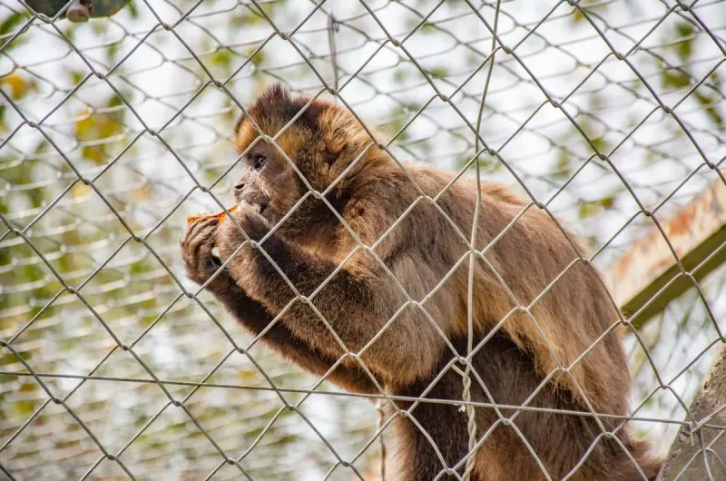 Llamado a respetar distancia con animales silvestres que circulan por áreas urbanas